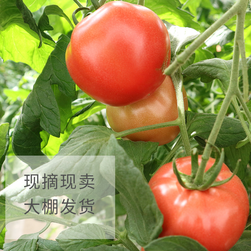 普罗旺斯西红柿沙瓤自然熟生吃大番茄新鲜水果5斤非千禧小圣女果在类目 水产肉类/新鲜蔬果/熟食, 新鲜蔬菜/蔬菜制品, 新鲜蔬菜, 番茄中 - 来自Buy2taobao.com提供专业的淘宝代购服务