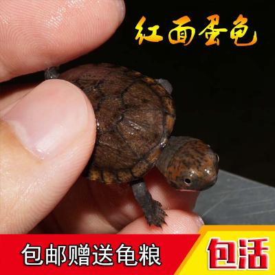 2019紅面蛋龜活體烏龜紅臉蛋龜苗觀賞寵物烏龜包郵烏龜紅面蛋在類目 寵物/寵物食品及用品, 水族世界, 龜/鱉中 - 來自Buy2taobao.com提供專業的淘寶代購服務