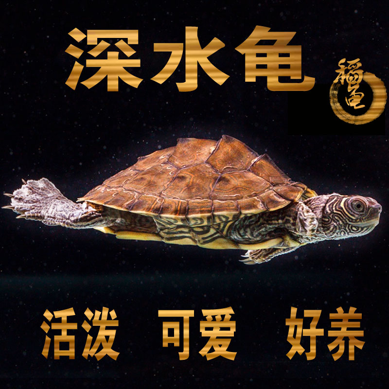 深水吃粪龟密西西比地图龟苗活体小乌龟宠物水龟观赏龟火焰吃鱼粪|ruв категории животное/Животное питание и принадлежностей, аквариум мира, черепаха/черепаха - от Buy2taobao.com для оказания профессиональной услуги покупки агента Taobao
