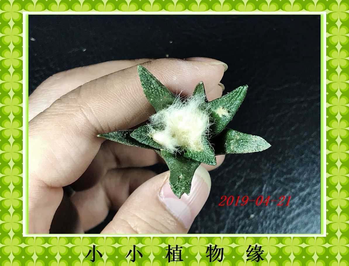 ㈠ M65 A. bravoanus Cactus green Flower Pot Succulent plants 4.2CMin the Flower delivery/Flowers simulation/Plants gardening , Flowers/Potted plants (New) , Succulents category - from Buy2taobao.com to provide professional Taobao agent buy service