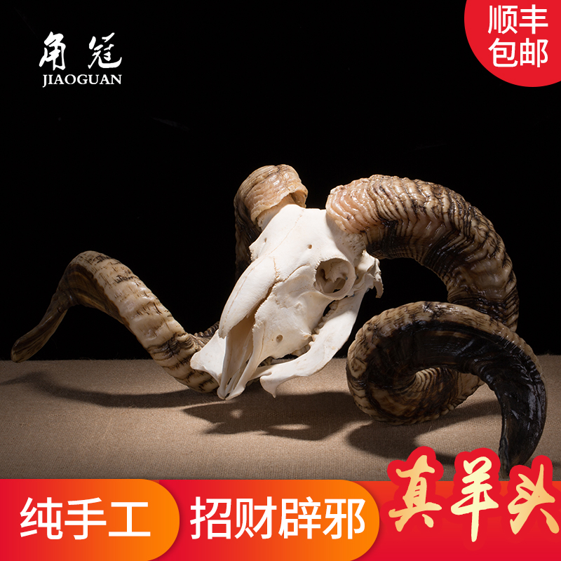 厂家直销 藏区真羊头骨 牦牛头骨工艺品 羊头装饰品 羊头牛头装饰|ruв категории Ручная работа, национальных меньшинств, в особенности ремесла, тибетский спецификой, другие - от Buy2taobao.com для оказания профессиональной услуги покупки агента Taobao