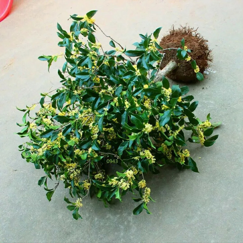 桂花树苗盆栽四季浓香型嫁接金桂庭院植物室外八月桂地栽花卉好养在类目 鲜花速递/花卉仿真/绿植园艺, 花卉/绿植盆栽(新), 花卉中 - 来自Buy2taobao.com提供专业的淘宝代购服务