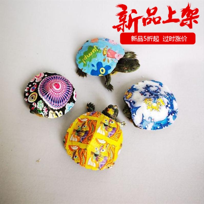 小乌龟活体小宠活物淡水龟巴西龟苗宠物龟观赏龟情侣龟单个长寿龟在类目 宠物/宠物食品及用品, 水族世界, 龟/鳖中 - 来自Buy2taobao.com提供专业的淘宝代购服务