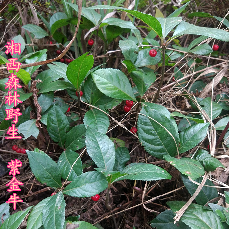 湘西野生山药紫金牛茎叶平地木老勿大不出林叶底珠盆栽根中草药材在类目 传统滋补营养品, 山药中 - 来自Buy2taobao.com提供专业的淘宝代购服务