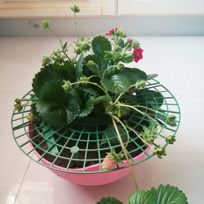 園藝用品其他草莓托盤植物果實支撐園藝用品草莓支撐架子園藝用在類目 鮮花速遞/花卉仿真/綠植園藝, 園藝用品, 其它園藝用品中 - 來自Buy2taobao.com提供專業的淘寶代購服務