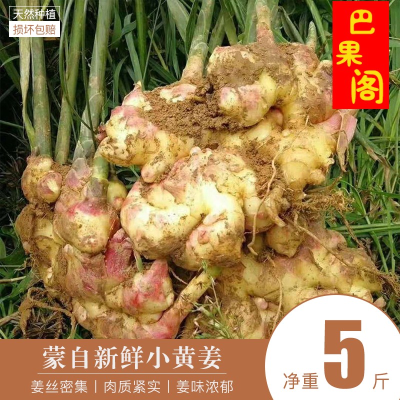 云南小黄姜 生姜老姜 辛辣浓郁 园地直挖新鲜包邮净重满5斤|ruв категории водной мясо/свежие фрукты и овощи/еда, свежие овощи/овощной продукции, имбирь - от Buy2taobao.com для оказания профессиональной услуги покупки агента Taobao
