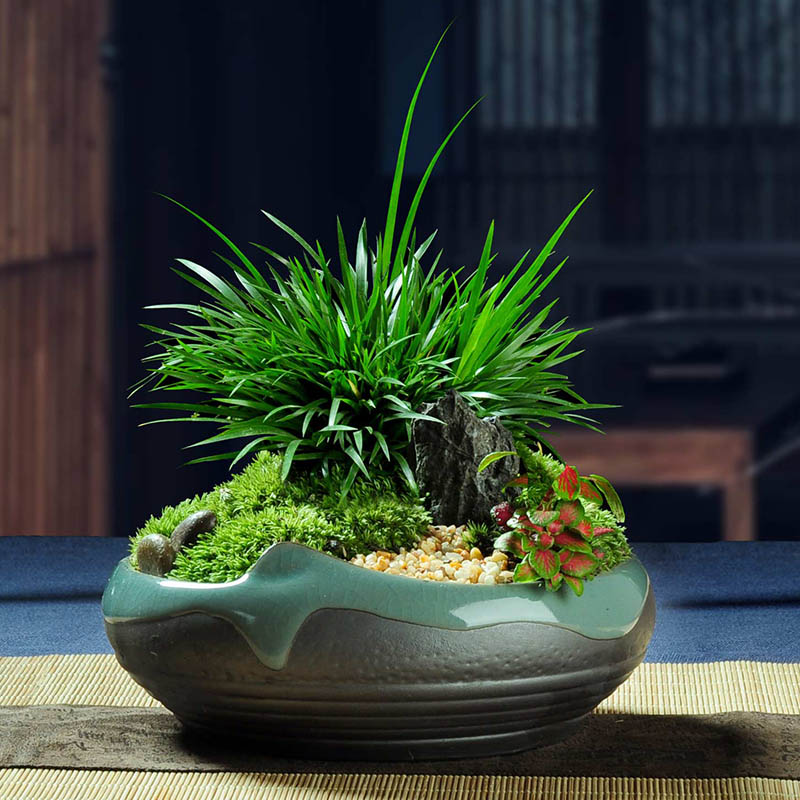 日本昌蒲金钱菖蒲盆景香菖蒲草茴香植物随手香盆栽禅意苍蒲草浓香|ruв категории доставка цветов/цветок моделирования/растения садоводства, цветок/растения в горшках (новый), растения - от Buy2taobao.com для оказания профессиональной услуги покупки агента Taobao