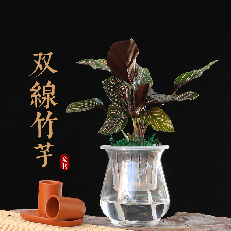水培植物玻璃瓶透明观音竹绿植盆栽转运竹大叶竹四季常青好养花卉|ruв категории доставка цветов/цветок моделирования/растения садоводства, цветок/растения в горшках (новый), растения - от Buy2taobao.com для оказания профессиональной услуги покупки агента Taobao