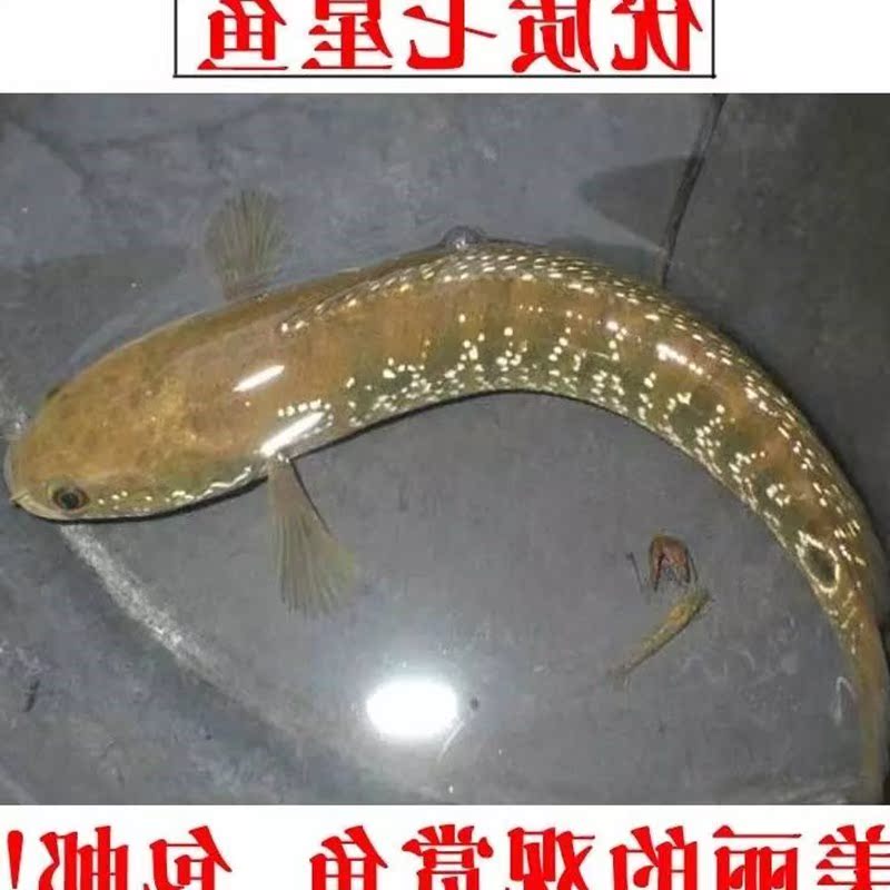 优质七星鱼观赏鱼 珍珠雷龙鱼 张公鱼 月鳢鱼 精品秤星观赏鱼|ruв категории животное/Животное питание и принадлежностей, аквариум мира, рыба - от Buy2taobao.com для оказания профессиональной услуги покупки агента Taobao