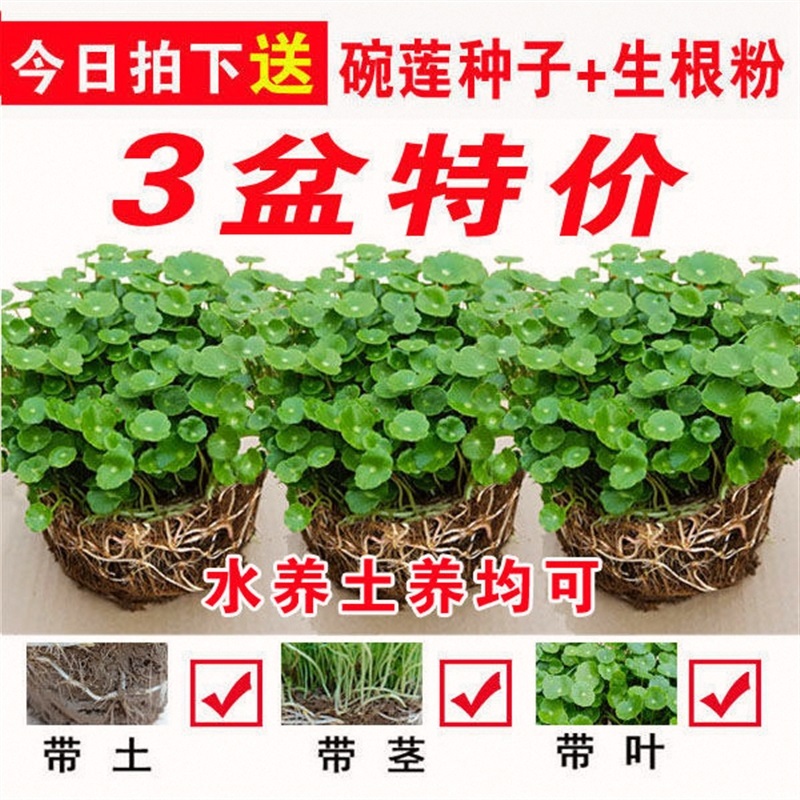 铜钱草室内盆栽花卉招财水培绿植绿萝吊兰金钱草水养植物吸甲醛在类目 鲜花速递/花卉仿真/绿植园艺, 花卉/绿植盆栽(新), 绿植中 - 来自Buy2taobao.com提供专业的淘宝代购服务