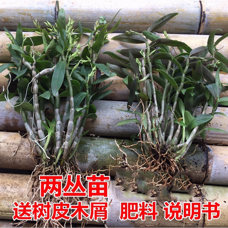 红杆铁皮石斛三年苗盆栽绿植物室内外铁皮石斛雁荡山鲜条种苗两丛在类目 鲜花速递/花卉仿真/绿植园艺, 花卉/绿植盆栽(新), 绿植中 - 来自Buy2taobao.com提供专业的淘宝代购服务