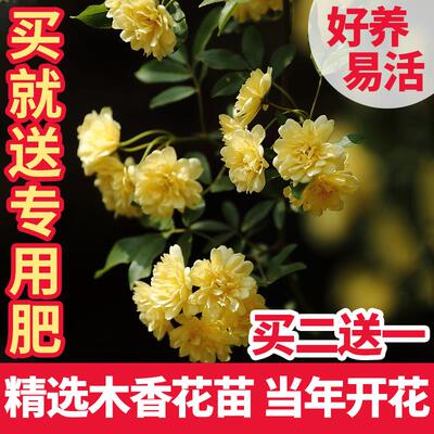 木香花苗爬藤植物重瓣黄木香花带花盆栽花卉攀援老桩四季开花浓香