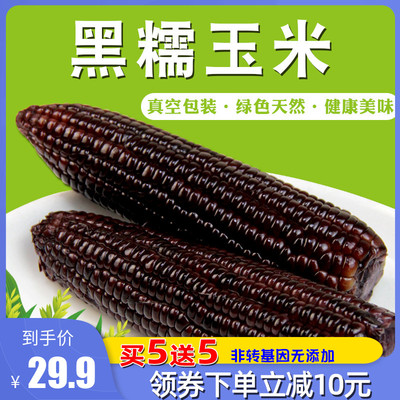 新鲜无添加东北黑糯玉米甜糯粘黏营养非转基因玉米棒真空多省包邮