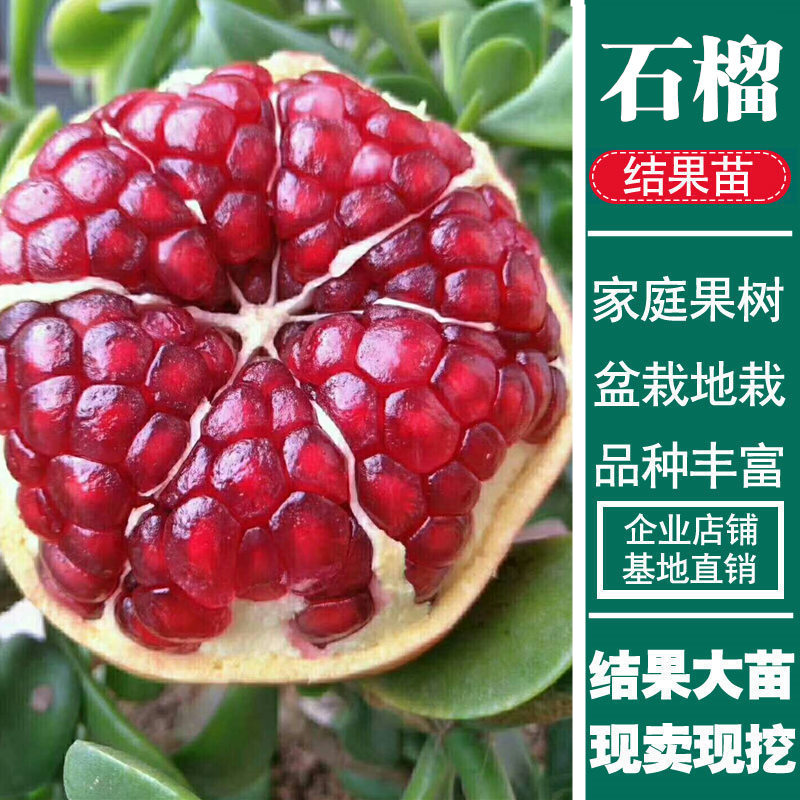 平邑石榴树苗在类目 鲜花速递/花卉仿真/绿植园艺, 花园植物/行道树/果树, 果树中 - 来自Buy2taobao.com提供专业的淘宝代购服务