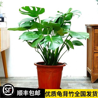 龟背竹大型盆栽室内客厅水培植物开背大叶吸甲醛净化空气四季常青