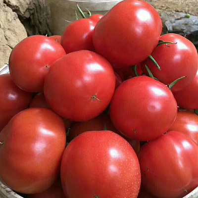 现摘现发水果柿子普罗旺斯西红柿水果大番茄沙瓤生吃新鲜自然熟包