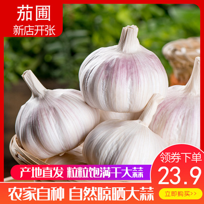 大个头干蒜五斤带箱新鲜大蒜头干大蒜5斤装带箱白皮鲜蒜种子蒜瓣