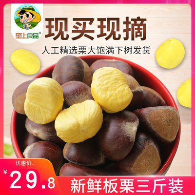 2019年湖北板栗生栗子新鲜野生油栗子带壳甘栗仁即食生嫩栗3斤