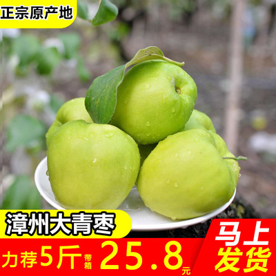 漳州大青枣5斤一箱包邮新鲜脆甜枣子现季水果蜜枣现摘孕妇鲜果10