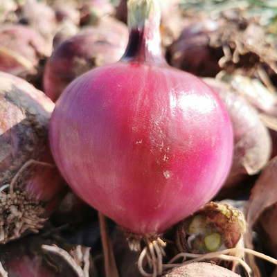 【农家自种】紫皮洋葱白葱带箱10斤洋葱头包新鲜蔬菜