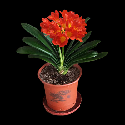 君子兰花苗精品圆头和尚四季盆栽绿植高档室内好养活品质高档花卉