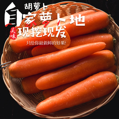 水果胡萝卜脆甜新鲜生吃型沙窝带泥非红心沙地萝卜山东5斤10包邮