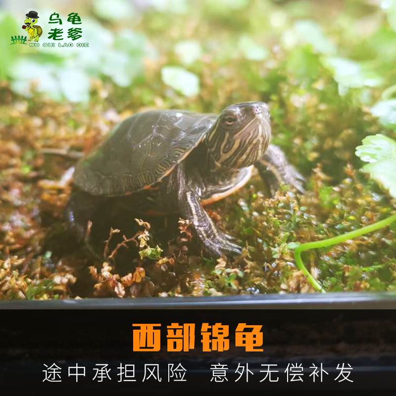 2019西部锦龟苗活体西锦龟东锦龟火焰龟深水龟草龟全品观赏小宠|ruв категории животное/Животное питание и принадлежностей, аквариум мира, черепаха/черепаха - от Buy2taobao.com для оказания профессиональной услуги покупки агента Taobao