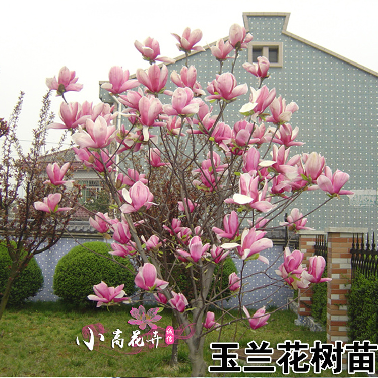 庭院白玉兰花树苗室内阳台盆栽浓香型红玉兰紫玉兰二乔玉兰带花苞在类目 鲜花速递/花卉仿真/绿植园艺, 花园植物/行道树/果树, 行道树/乔木中 - 来自Buy2taobao.com提供专业的淘宝代购服务