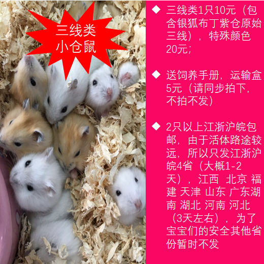 包活仓鼠活体布丁银狐紫仓三线小仓鼠宝宝家养宠物请同步拍运输盒|ruв категории животное/Животное питание и принадлежностей, хомяк класса и других малых животное, хомяк - от Buy2taobao.com для оказания профессиональной услуги покупки агента Taobao