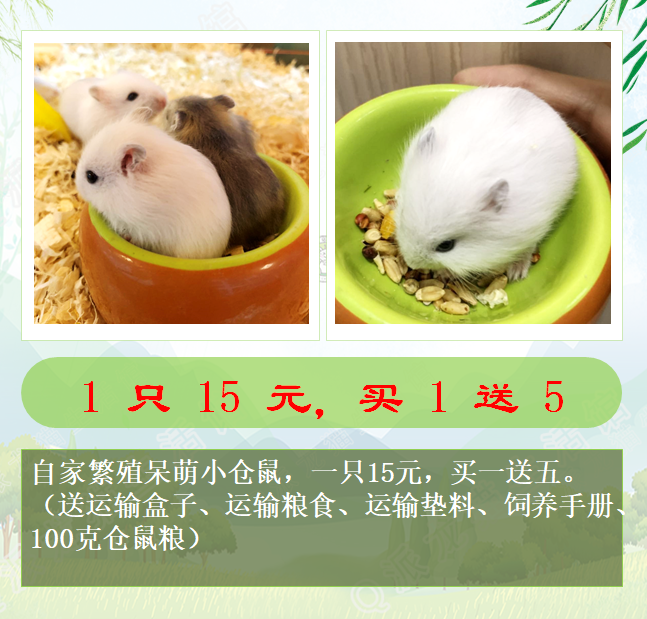 包活自家养殖仓鼠活体布丁银狐紫仓三线小仓鼠宝宝买1送5宠物幼崽|ruв категории животное/Животное питание и принадлежностей, хомяк класса и других малых животное, хомяк - от Buy2taobao.com для оказания профессиональной услуги покупки агента Taobao