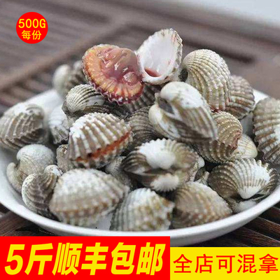 广东潮汕饶平 血蛤花蛤银蚶贝类海鲜新鲜水产血蚶鲜活