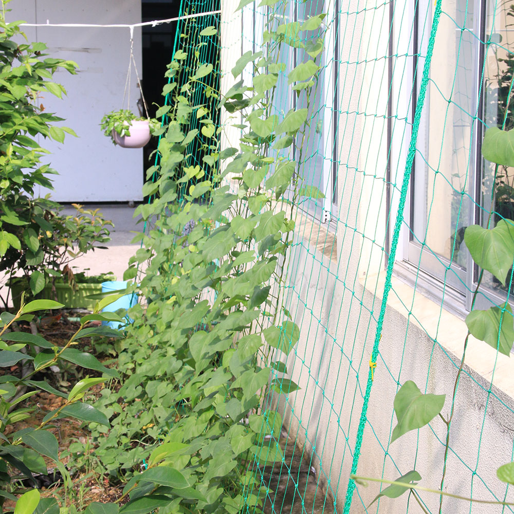 爬藤網瓜果牽牛花等攀援花卉藤蔓植物爬藤架 園藝網多規格2件包郵在類目 鮮花速遞/花卉仿真/綠植園藝, 園藝用品, 其它園藝用品中 - 來自Buy2taobao.com提供專業的淘寶代購服務