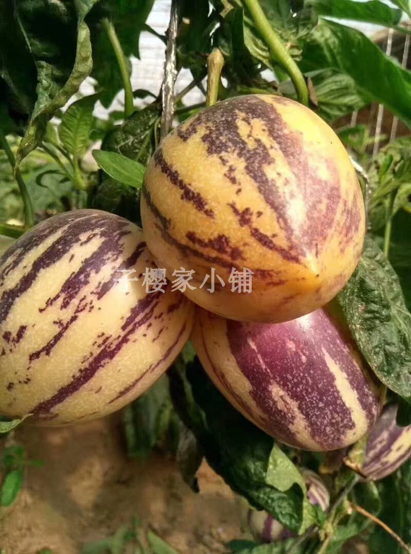 甘肃民勤人参果5斤大果13个左右在类目 水产肉类/新鲜蔬果/熟食, 新鲜水果, 其它中 - 来自Buy2taobao.com提供专业的淘宝代购服务