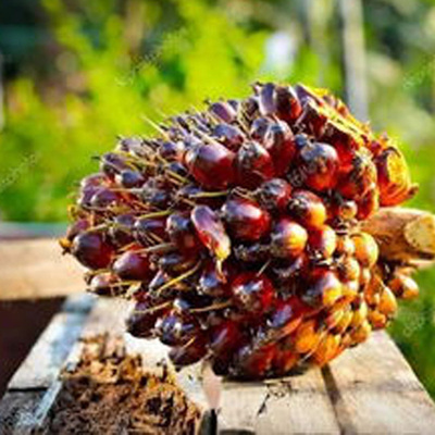海南油棕果棕榈果水果 新鲜大果串产地时令现摘榨棕榈油 棕榈仁油