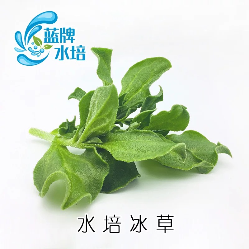 【无土水培】新鲜冰草冰菜水晶菜沙拉菜非洲冰菜蔬菜包邮3斤在类目 水产肉类/新鲜蔬果/熟食, 新鲜蔬菜/蔬菜制品, 新鲜蔬菜, 其它中 - 来自Buy2taobao.com提供专业的淘宝代购服务