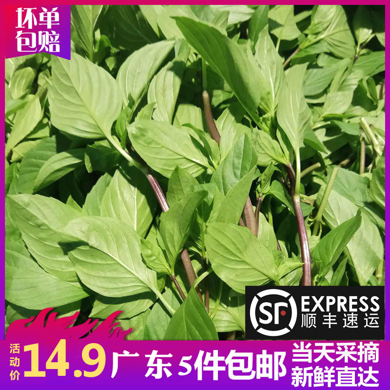 新鲜金不换台湾九层塔 食用非罗勒叶泰国冬阴功九层塔500g三杯鸡在类目 水产肉类/新鲜蔬果/熟食, 新鲜蔬菜/蔬菜制品, 新鲜蔬菜, 其它中 - 来自Buy2taobao.com提供专业的淘宝代购服务