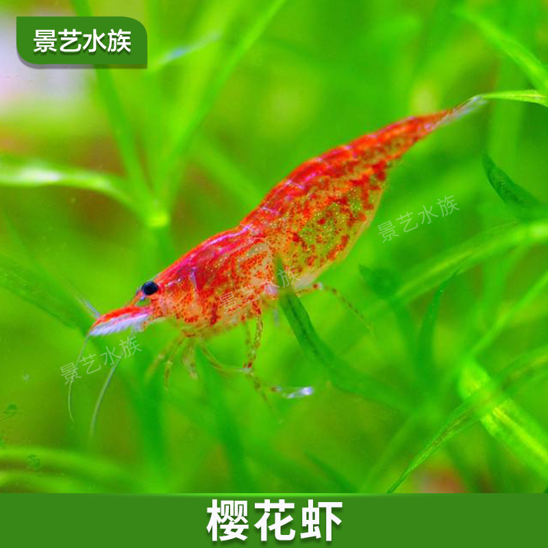 景艺水族樱花虾 观赏除藻工具宠物种虾亚成年樱桃抱卵虾抱蛋活体|ruв категории животное/Животное питание и принадлежностей, аквариум мира, креветки - от Buy2taobao.com для оказания профессиональной услуги покупки агента Taobao