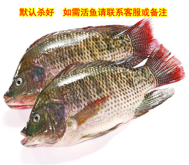 800克 罗非鱼鲜活 福寿鱼非鲫越南南洋鲫活体淡水河鲜包杀好在类目 水产肉类/新鲜蔬果/熟食, 海鲜/水产品/制品, 淡水鱼类中 - 来自Buy2taobao.com提供专业的淘宝代购服务