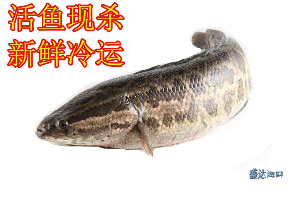 3 pounds/strip Black Fish Live freshwater Mullet Choi fish living thing fresh Stew Postoperative Nutrition Tonicin the Aquatic meat/Fresh fruits and vegetables/Cooked , Seafood/Aquatic/Product , Freshwater Fish category - from Buy2taobao.com to provide professional Taobao agent buy service
