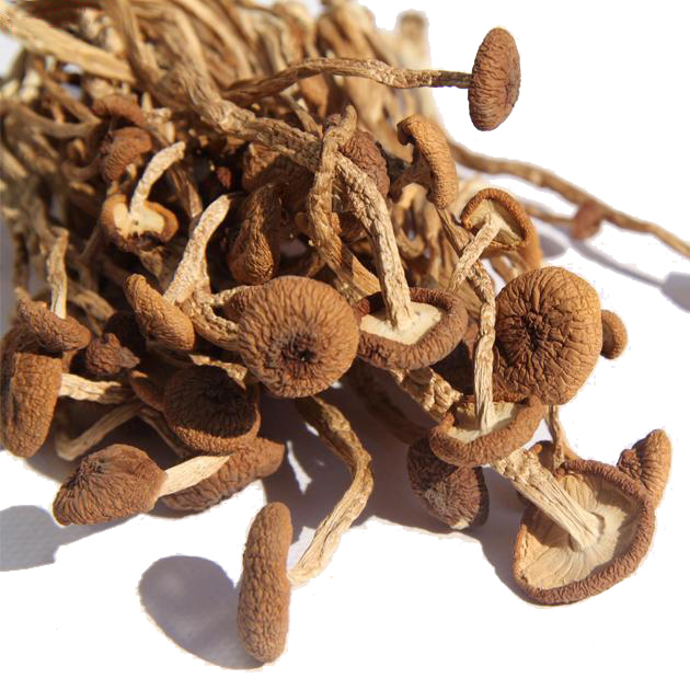 新货!福建土特产古田特级茶树菇干货 250g 纯天然无农药不掺水|msdalam kategori beras/Utara-Selatan barangan kering/perasa, Utara-Selatan barangan kering/daging Kering, kering/Native, kelas cendawan - dari Buy2taobao.com untuk memberikan perkhidmatan ejen Taobao profesional membeli