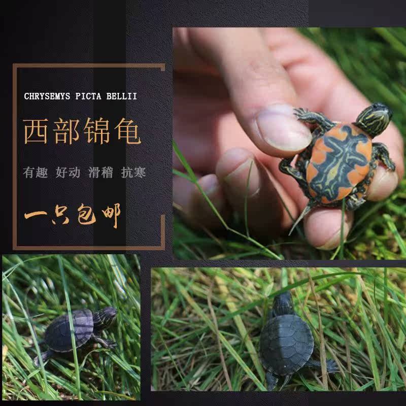 西部锦龟头苗活体深水淡水两栖宠物龟外塘观赏乌龟招财长寿龟包邮|ruв категории животное/Животное питание и принадлежностей, аквариум мира, черепаха/черепаха - от Buy2taobao.com для оказания профессиональной услуги покупки агента Taobao