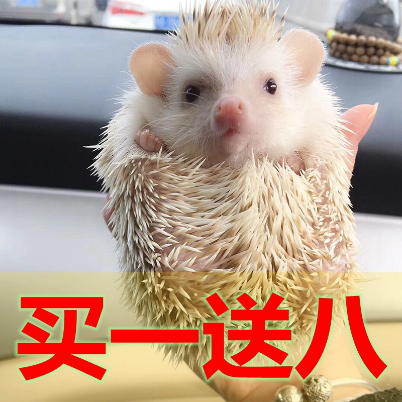 非洲刺猬宝宝活体宠物迷你小幼崽非迷小型活物学生小宠好养视频选在类目 宠物/宠物食品及用品, 其它宠物, 其它宠物中 - 来自Buy2taobao.com提供专业的淘宝代购服务