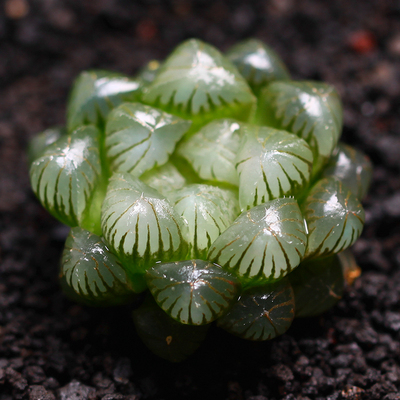 办公室新宠 姬玉露 多肉植物 防辐射 肉肉组合花卉盆栽绿植 多肉