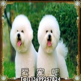 吉娃娃/可爱/纯种吉娃娃犬 赛级吉娃娃/终身保障/北京可上门！