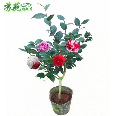 【孔雀椿茶花苗】精品茶花花苗山茶花花卉四季种植绿植盆栽