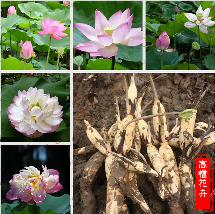 大型观赏荷花种藕苗池塘莲藕种苗食用耐寒开花盆栽苗碗莲苗莲花苗在类目 鲜花速递/花卉仿真/绿植园艺, 花卉/绿植盆栽(新), 花卉中 - 来自Buy2taobao.com提供专业的淘宝代购服务