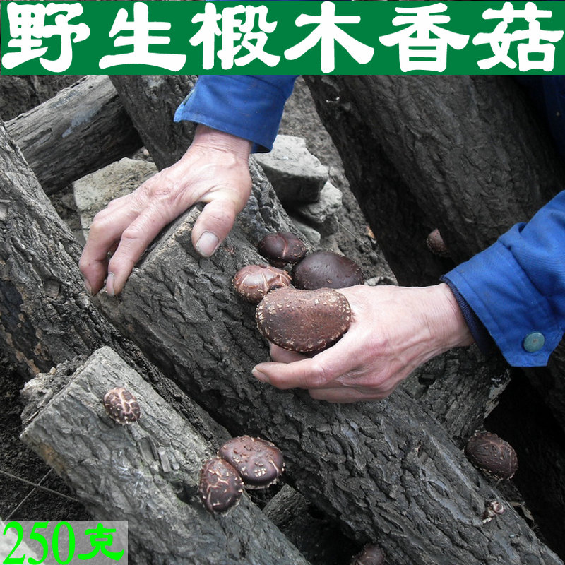 Shennongjia Housing County wild Basswood mushrooms Farm Dried mushrooms Mushroom mushroom mushrooms dried food 250 gramin the Agri rice/Dried foods/Condiment , Dried foods/Meat Dry , Dry/Native , Mushroom category category - from Buy2taobao.com to provide professional Taobao agent buy service