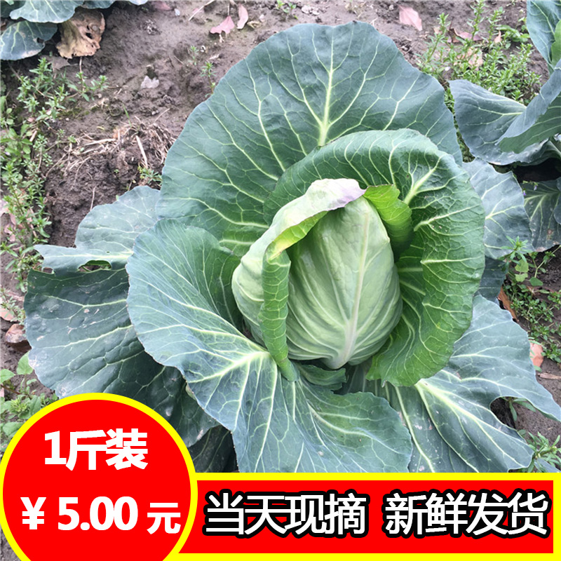 农家自种新鲜蔬菜 农产品尖包菜 包心菜牛心甘蓝 青包心菜在类目 水产肉类/新鲜蔬果/熟食, 新鲜蔬菜/蔬菜制品, 新鲜蔬菜, 其它中 - 来自Buy2taobao.com提供专业的淘宝代购服务