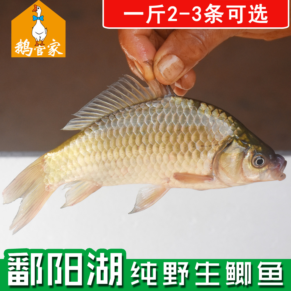 【鄱陽湖野生鲫魚】正宗野生鲫魚鮮活現殺新鮮500G孕婦月子煲湯在類目 水產肉類/新鮮蔬果/熟食, 海鮮/水產品/製品, 淡水魚類中 - 來自Buy2taobao.com提供專業的淘寶代購服務