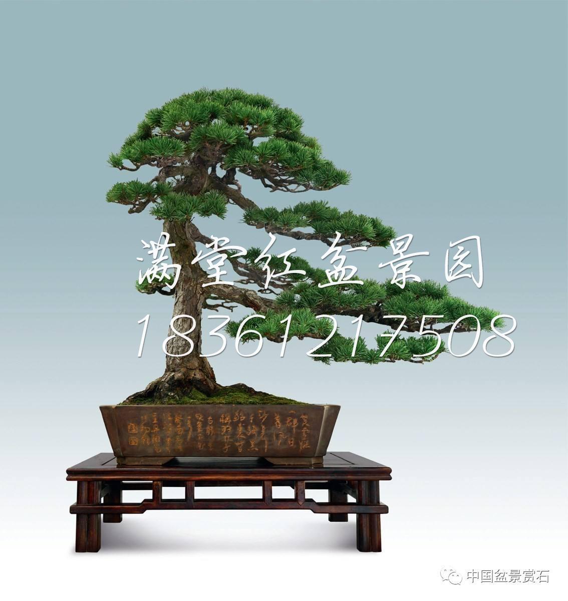 精品五针松盆景日本原盆进口大阪松罗汉松老桩迎客造型四季常青树在类目 鲜花速递/花卉仿真/绿植园艺, 花卉/绿植盆栽(新), 大型绿植/成品组合盆栽中 - 来自Buy2taobao.com提供专业的淘宝代购服务
